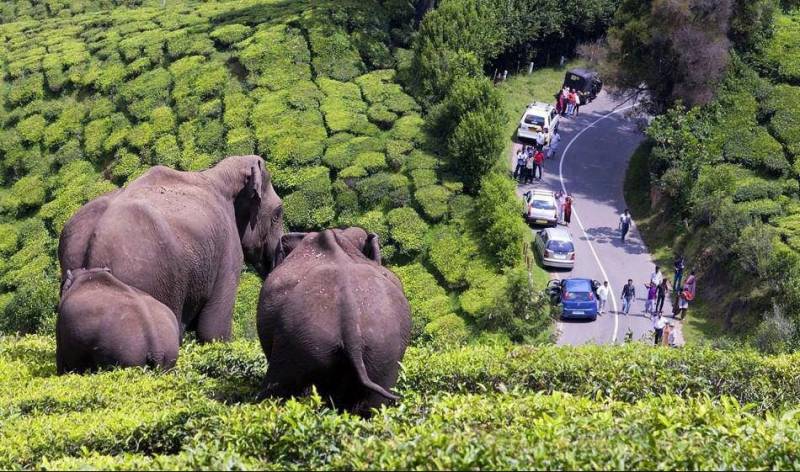 Honeymoon budget package  Ernakulam  Munnar  Ernakulam (2 Nights / 3 Days)